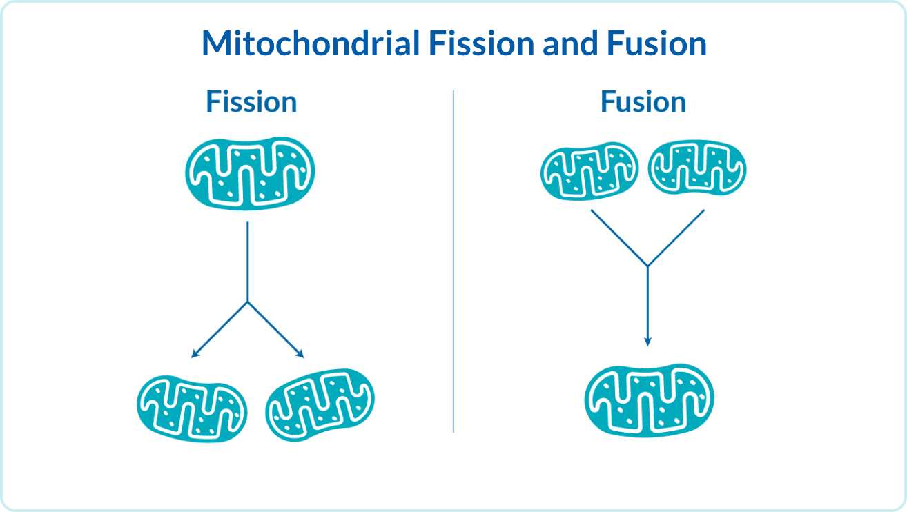 Mitochondrial Fission