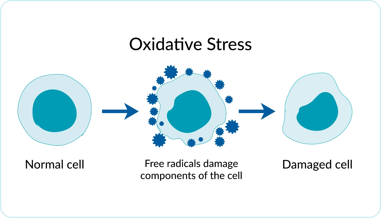 oxidative_stress_update