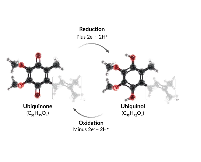 coq10-redox-cycle-ubiquinone-ubiquinol-diagram Diagram showing the redox cycling of CoQ10 between ubiquinone and ubiquinol through reduction and oxidation.